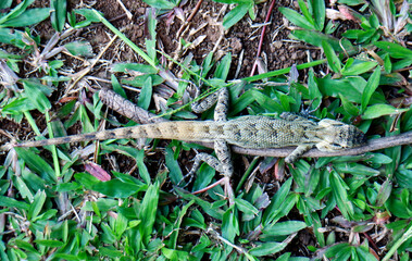 Bronchocela jubata or the maned forest lizard on the grass. Called bunglon surai in Indonesia.