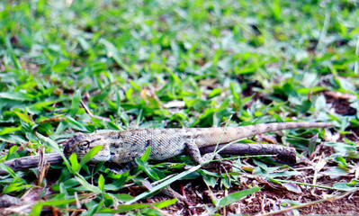 Bronchocela jubata or the maned forest lizard on the grass. Called bunglon surai in Indonesia.