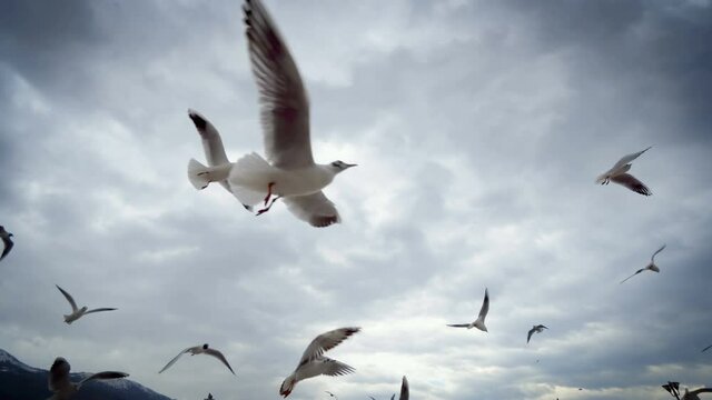 Seagulls fly in sky scene