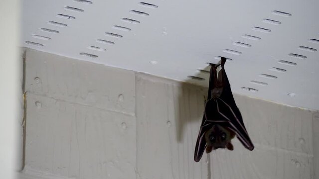 Greater or malayan flying fox hanging down under roof of house. Fruit bat, kalang or kalong looks down on white wooden surface background