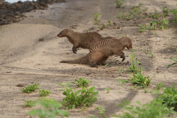  Banded mongoose Mungos mungo Group Playing Africa