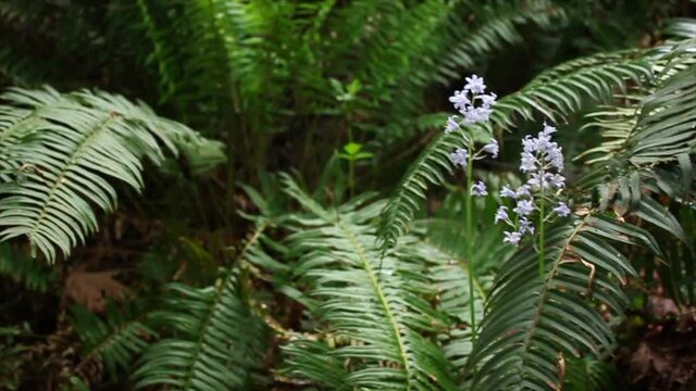 Ferns And Vegetation In An Old Growth Forest On Vancouver Island BC Canada.