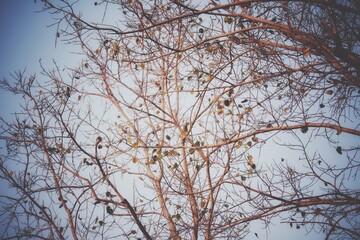 tree branches against blue sky