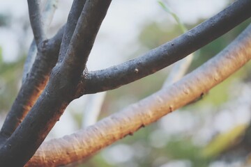 branches of a tree in spring