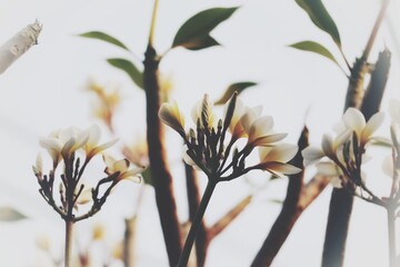 spring tree branches