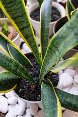 Close up of Sanseviera plants in a pot.