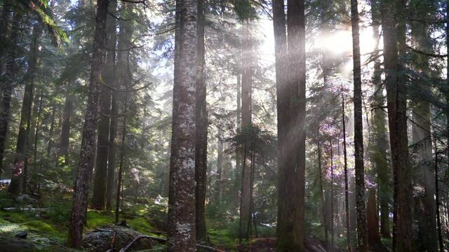 Lockdown shot of snowfall in forest at famous park on sunny day - Cheakamus Lake, British Columbia