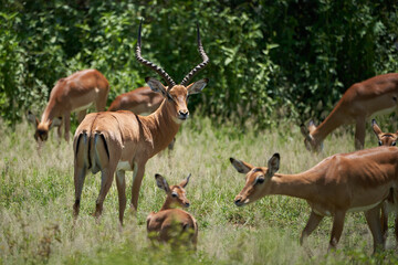 Impala Group Impalas Antelope Portrait Africa Safari