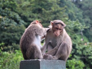 Monkeys catching lice sitting on the side of a ghat road
