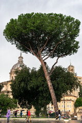 People, trees and roman architecture buildings. Santi Luca e Martina Church with dome and cross on roof in the background nearby the Roman Forum and Forum of Caesar in Rome, Italy.