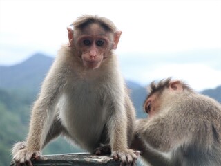 Monkeys catching lice sitting on the side of a ghat road