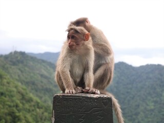 Monkeys catching lice sitting on the side of a ghat road