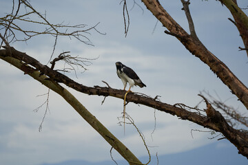 Augur buzzard Couple Buteo augurarge African bird of prey with catch eastern green mamba Dendroaspis angusticeps highly venomous snake 