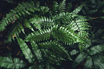 Close-Up Of  Dark green leaves
