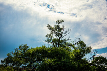 Sky, clouds, tree and landscape
