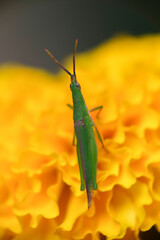 Close up shot of grasshopper.