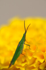 Close up shot of grasshopper.