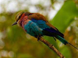 lilac breasted roller on a branch