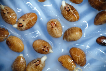 Close up of water spinach sprouts. Germination of water spinach. Hydroponic water spinach in vegetable basin.
