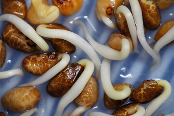 Close up of water spinach sprouts. Germination of water spinach. Hydroponic water spinach in vegetable basin.