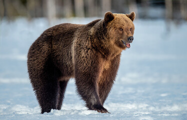 Fototapeta na wymiar Brown bear on the snow in winter forest. Scientific name: Ursus Arctos. Wild Nature. Natural Habitat.