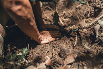 Young coffee trees are planted under the shade of large trees