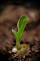 Close up of water spinach sprouts. Germination of water spinach. Hydroponic water spinach in vegetable basin.