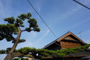 Fototapeta na wymiar Blue sky and Japanese houses and long branch pine trees 青空と日本の家屋と枝の長い松の木
