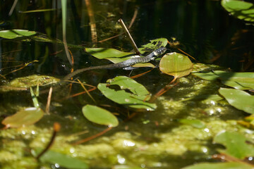 Gras Snake in Lake Natrix Natrix Portrait