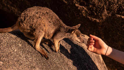 wallaby sniffing a hand