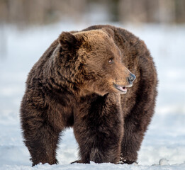 Adult Male of Brown Bear on the snow in winter forest. Close up. Scientific name: Ursus Arctos. Wild Nature. Natural Habitat.