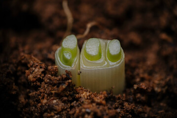 Growing green onion in the garden.
