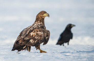 Juvenile White-tailed eagle and raven on the snow. Scientific name: Haliaeetus albcilla. Winter season