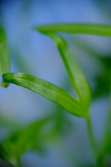 Obraz premium Close up of water spinach sprouts. Germination of water spinach. Hydroponic water spinach in vegetable basin.
