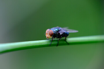 Macro photo of house fly.