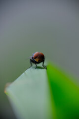 Macro photo of house fly.