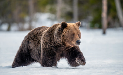 Adult Male of Brown Bear on the snow in winter forest. Close up. Scientific name: Ursus Arctos. Wild Nature. Natural Habitat.