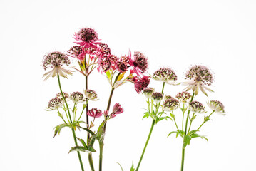 astrantia on the white background
