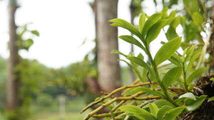 green leaves in the garden