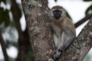 Vervet monkey Chlorocebus pygerythrus Old World monkey of the family Cercopithecidae Africa Portrait