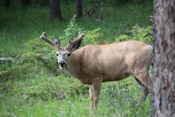Naklejka na ściany i meble Deer In The Woods, Jasper National Park, Alberta
