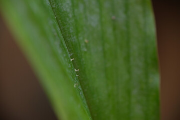 Close up shot of tiny animals.