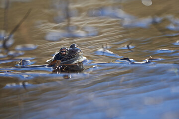 Water frog Pelophylax and Bufo Bufo in mountain lake with beautiful reflection of eyes Spring Mating