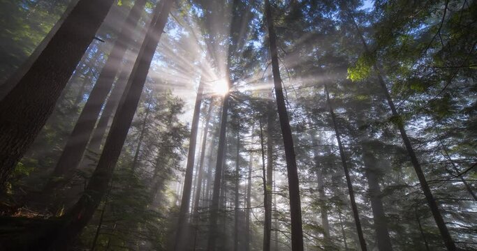 Lockdown time lapse shot of sun rays through tree trunks in forest - Tofino, Canada