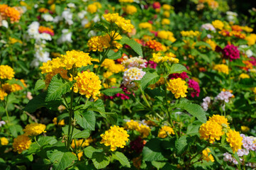 Colorful Flowers in the Morning Sun