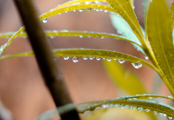 Line of water drops binded to the leaves in a beautiful manner.