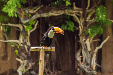 Keel Billed Toucan bird, from Central America