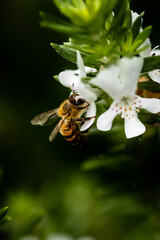 bee on flower