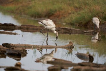 Flamingo Phoenicopteridae wading Africa beautiful colourful Lake Reflection
