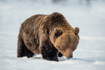 Adult Male of Brown Bear on the snow in winter forest. Close up. Scientific name: Ursus Arctos....